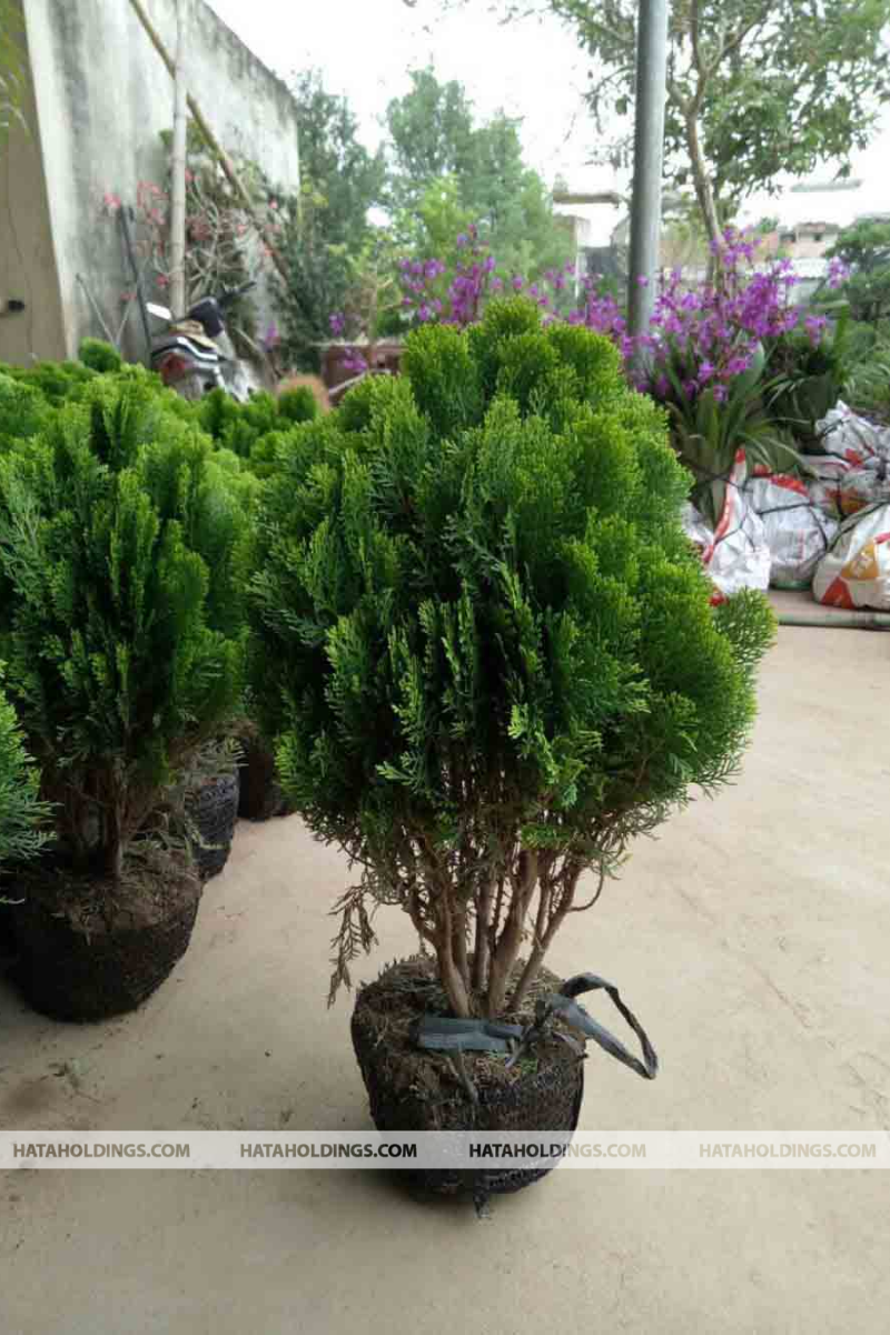 Cây Trắc Bách Diệp