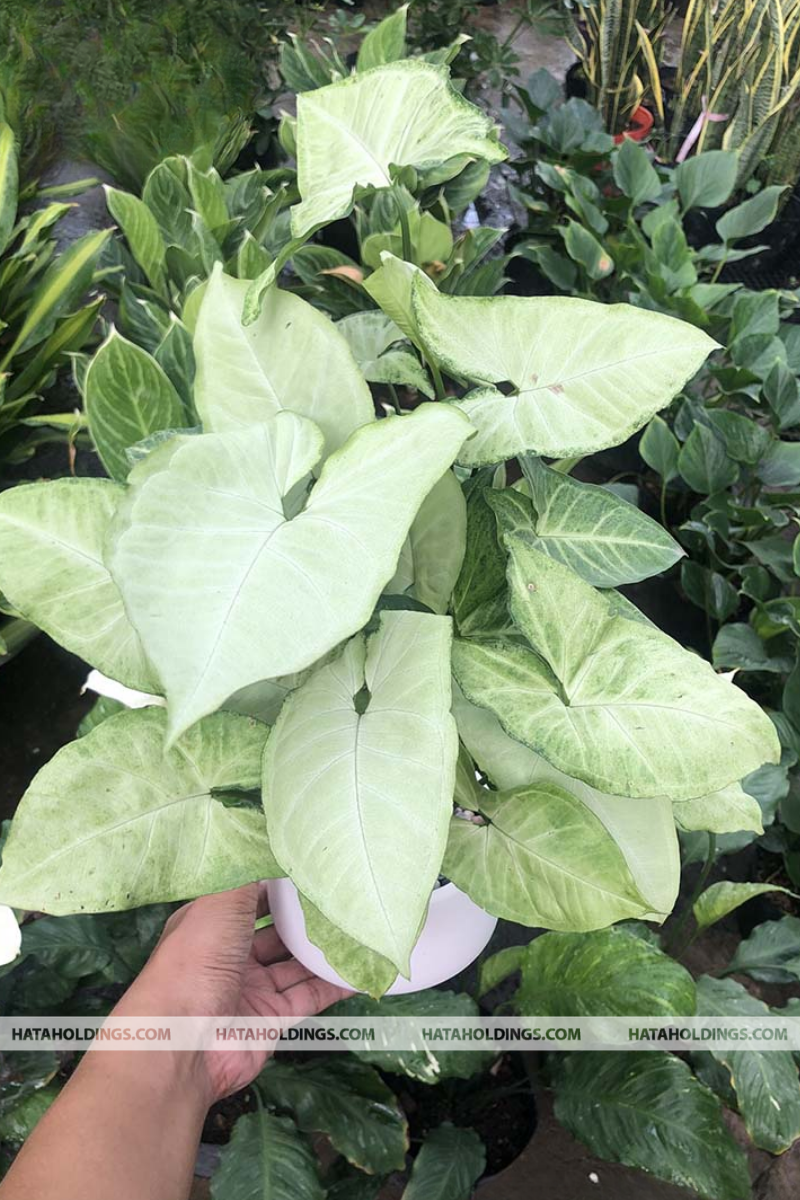 C&acirc;y Tr&oacute;c Bạc