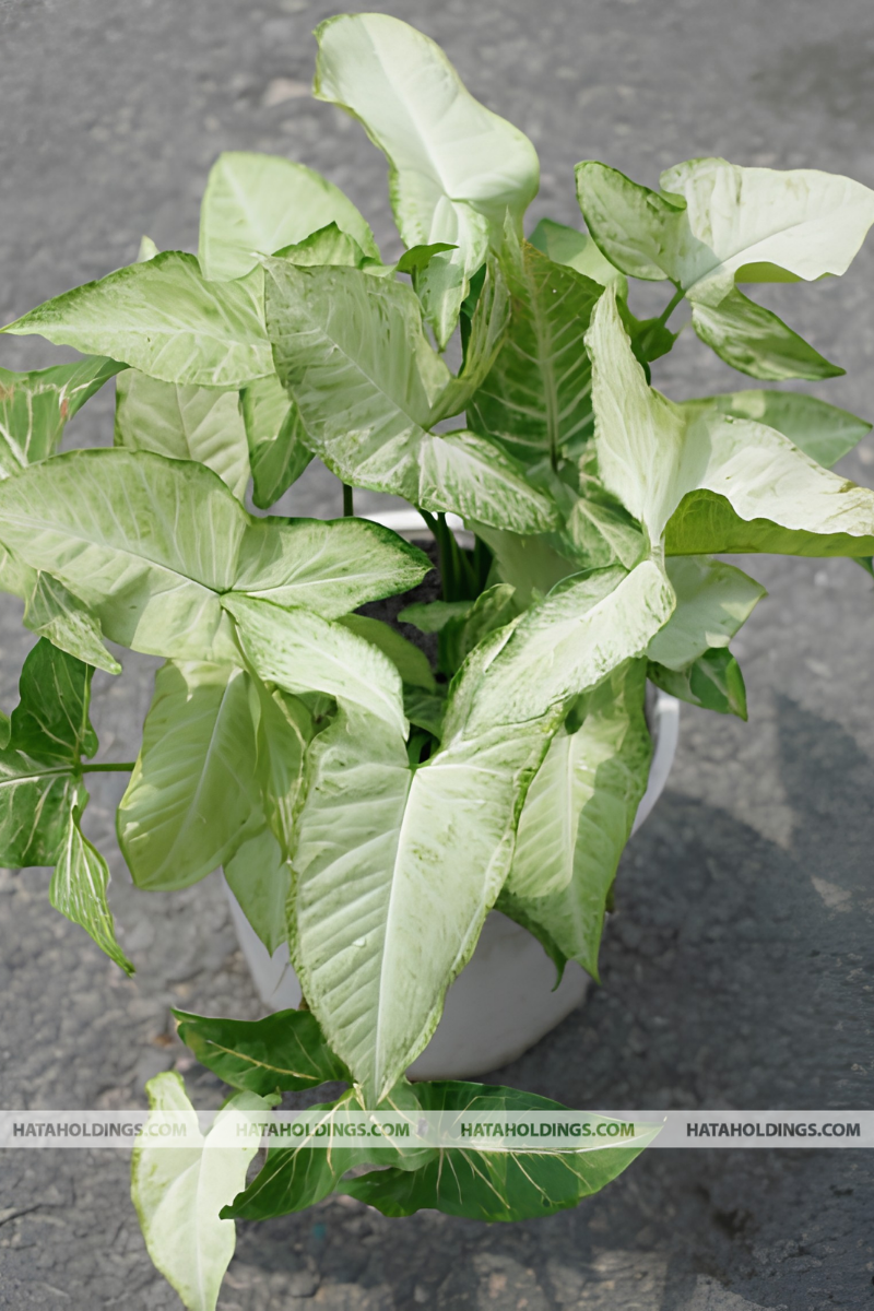 Cây Tróc Bạc