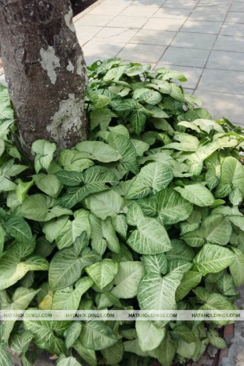 Cây Tróc Bạc