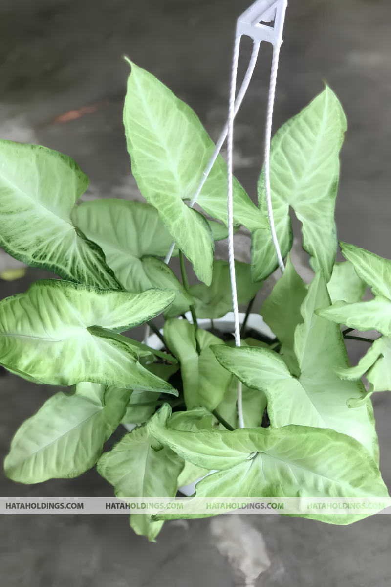 Cây Tróc Bạc