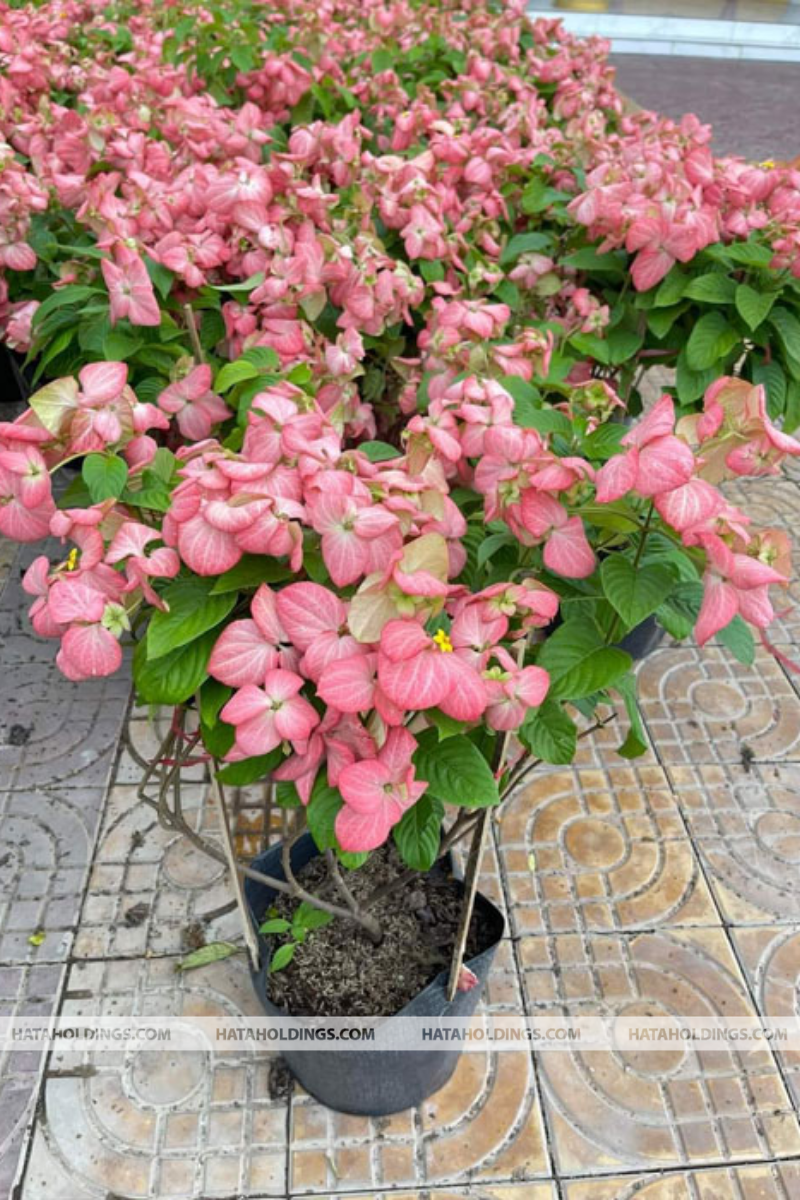 C&acirc;y Bướm Hồng