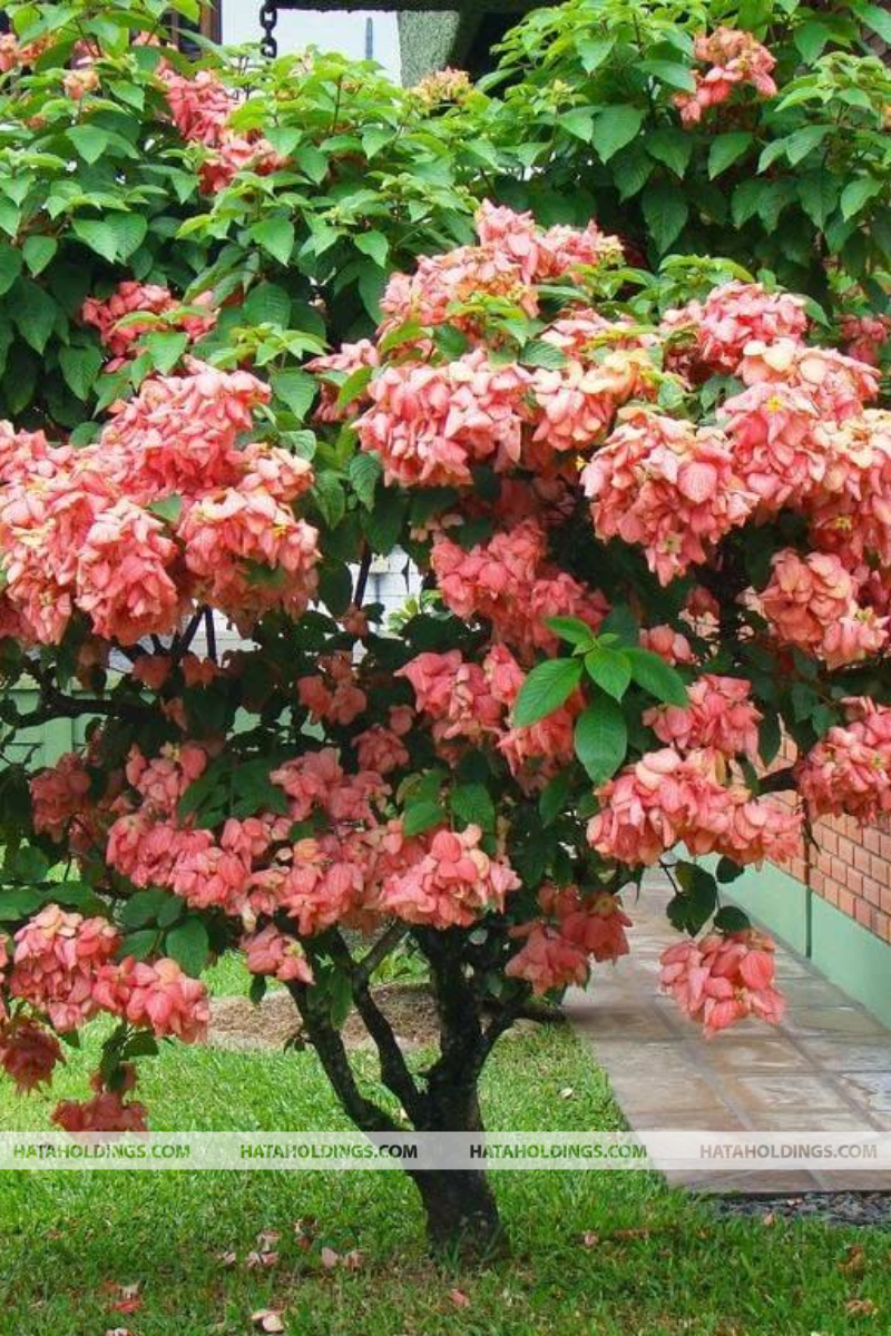 C&acirc;y Bướm Hồng