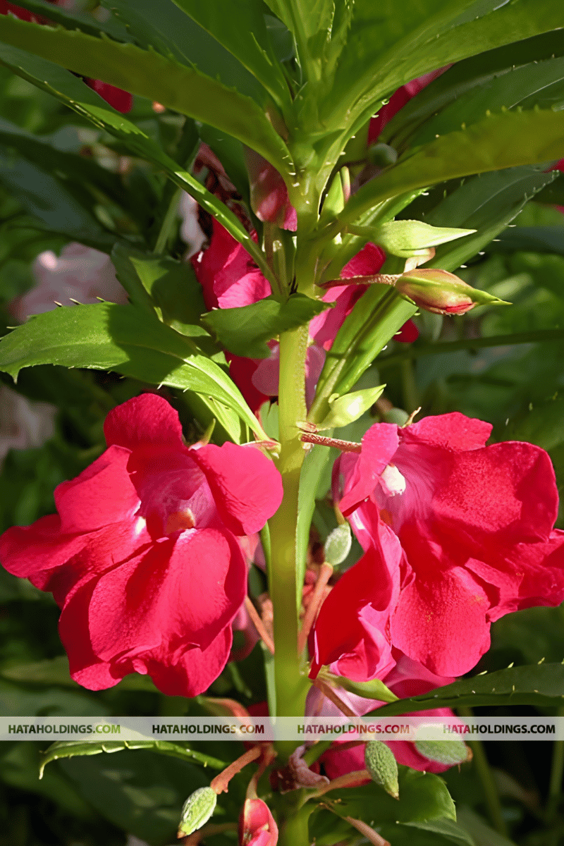 C&acirc;y B&oacute;ng Nước