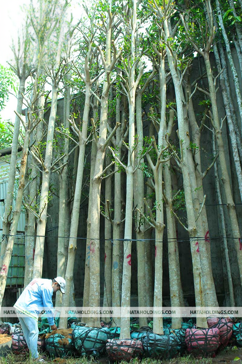 C&acirc;y B&agrave;ng Đ&agrave;i loan
