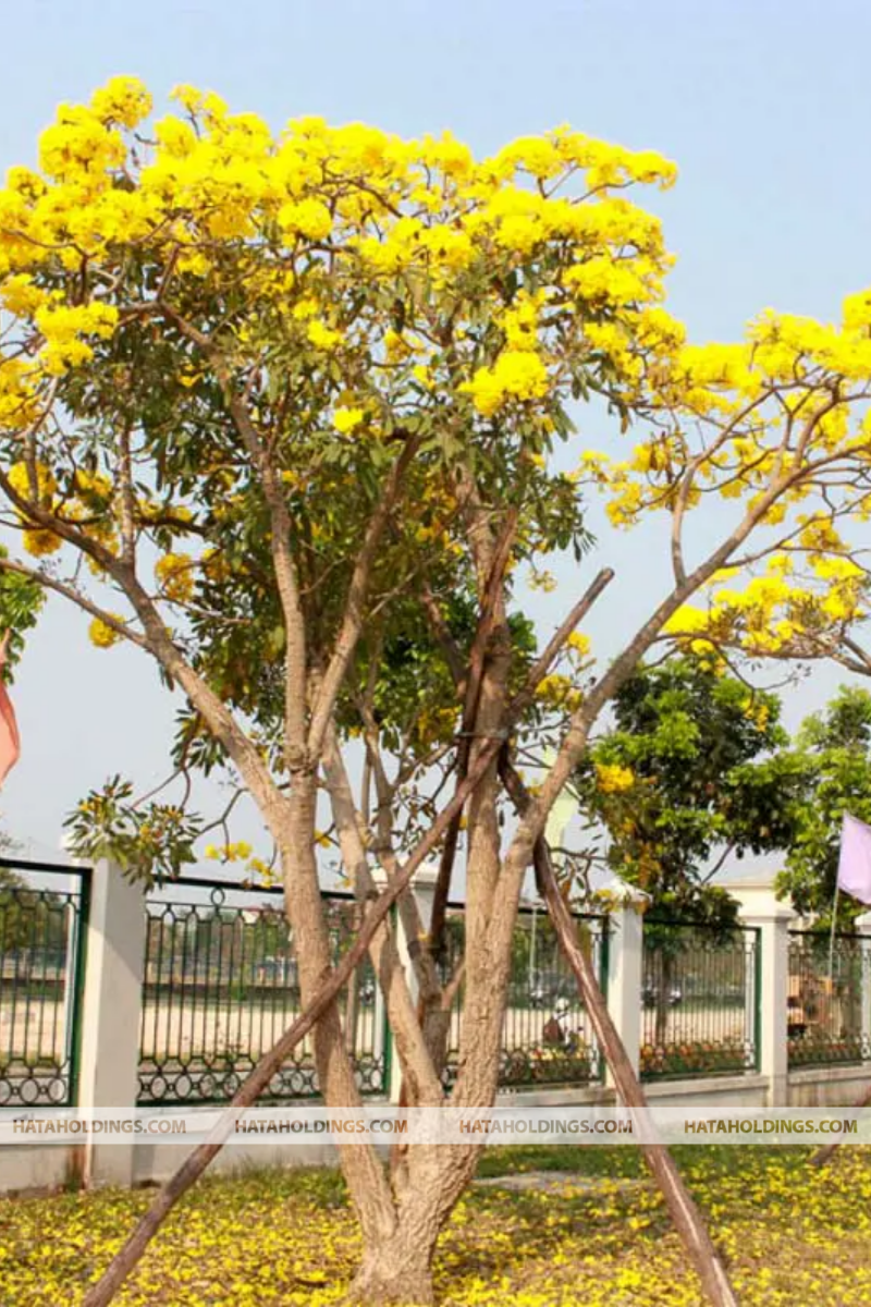 C&acirc;y Chu&ocirc;ng V&agrave;ng