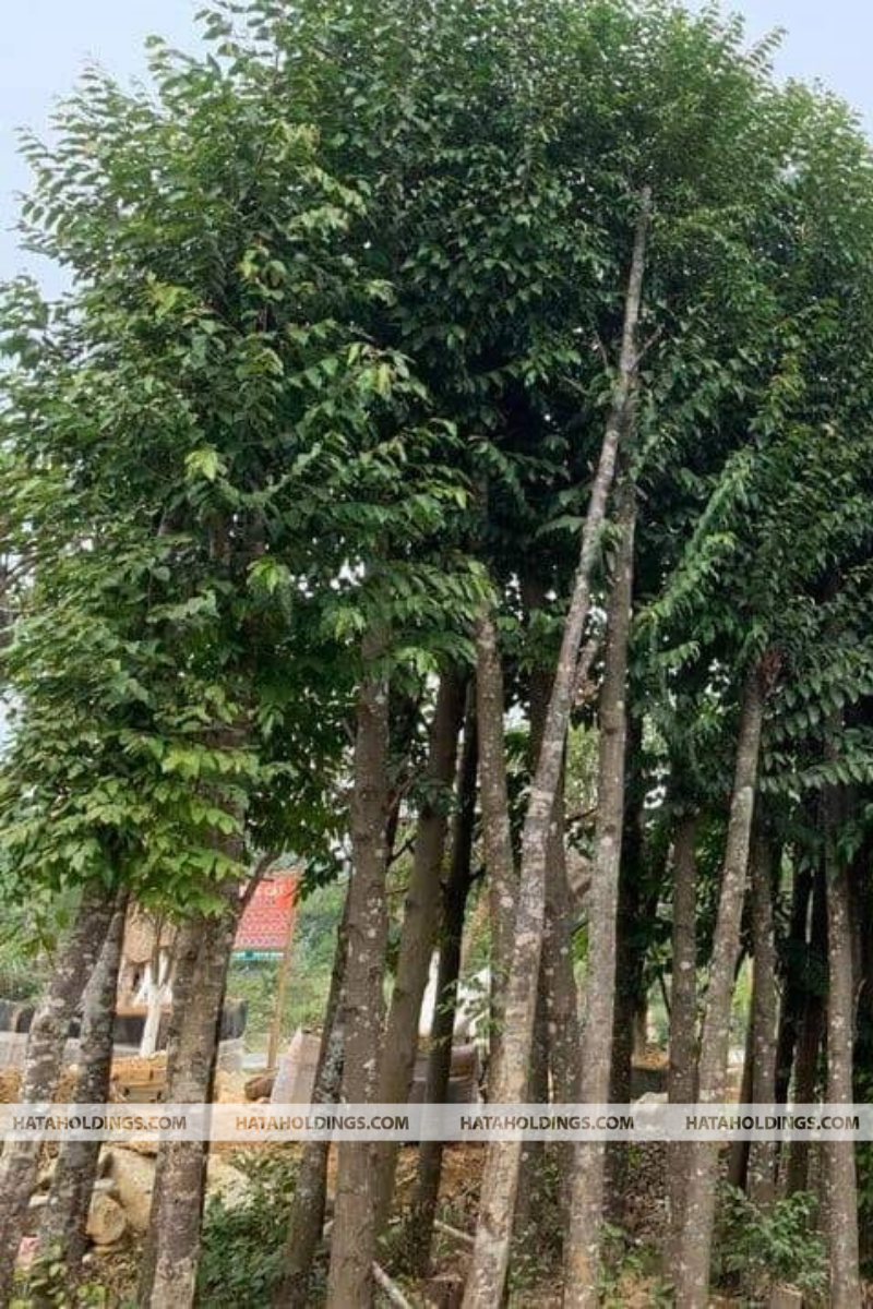 C&acirc;y Chi&ecirc;u Li&ecirc;u