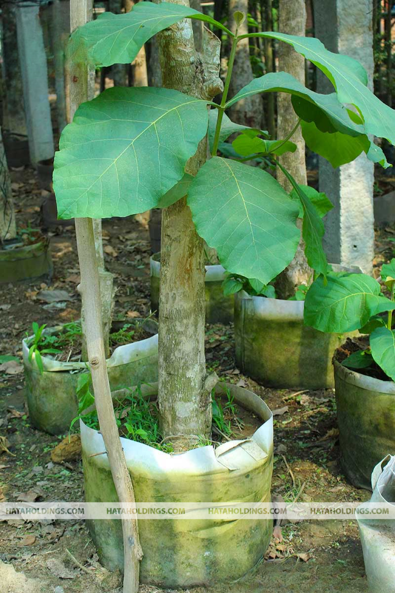 C&acirc;y Gi&aacute; Tỵ