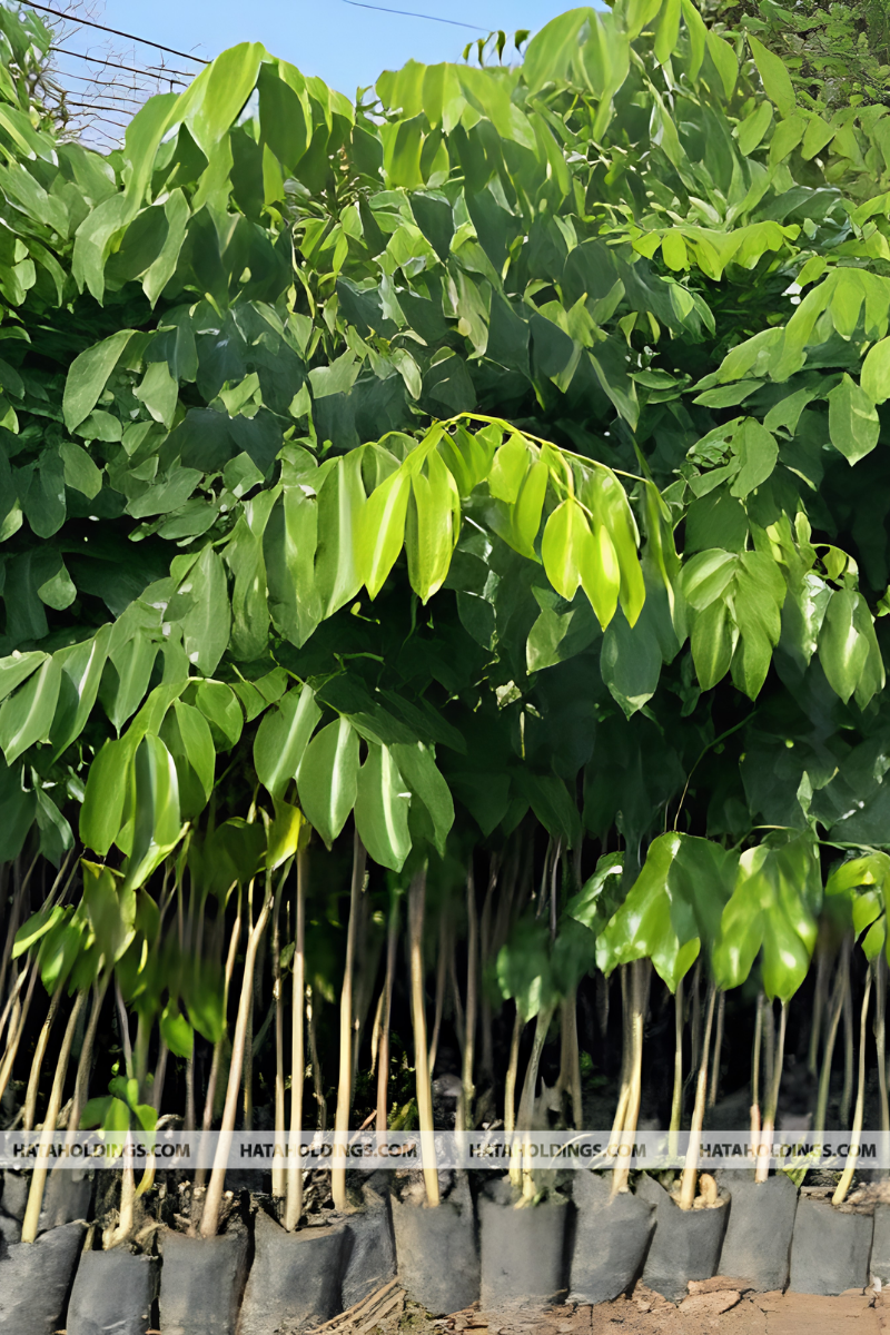C&acirc;y G&otilde; Đỏ