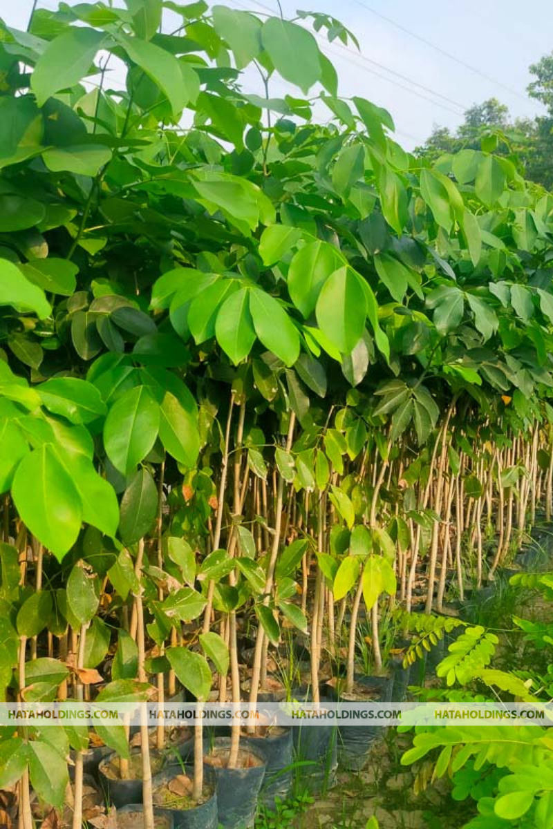 C&acirc;y G&otilde; Đỏ