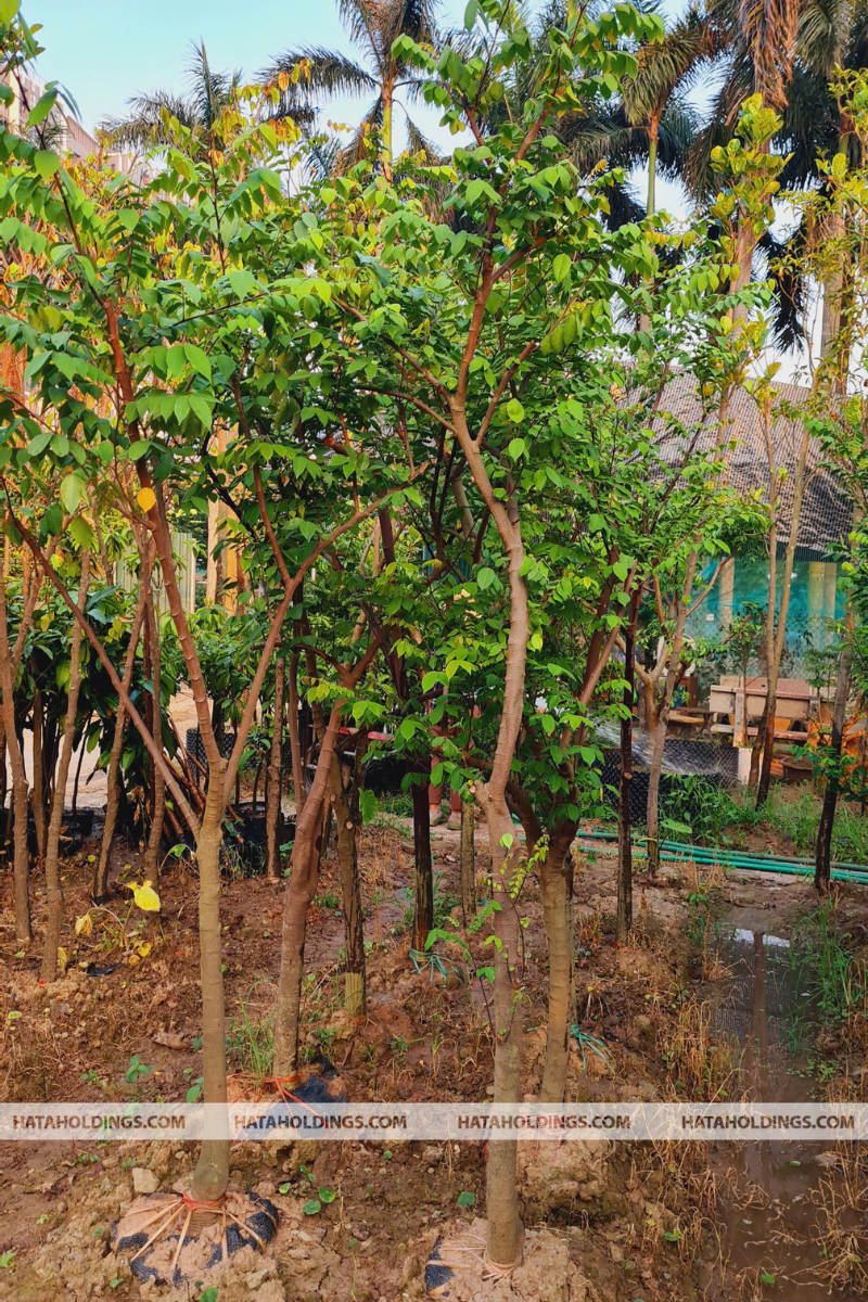 Cây Khế Công Trình