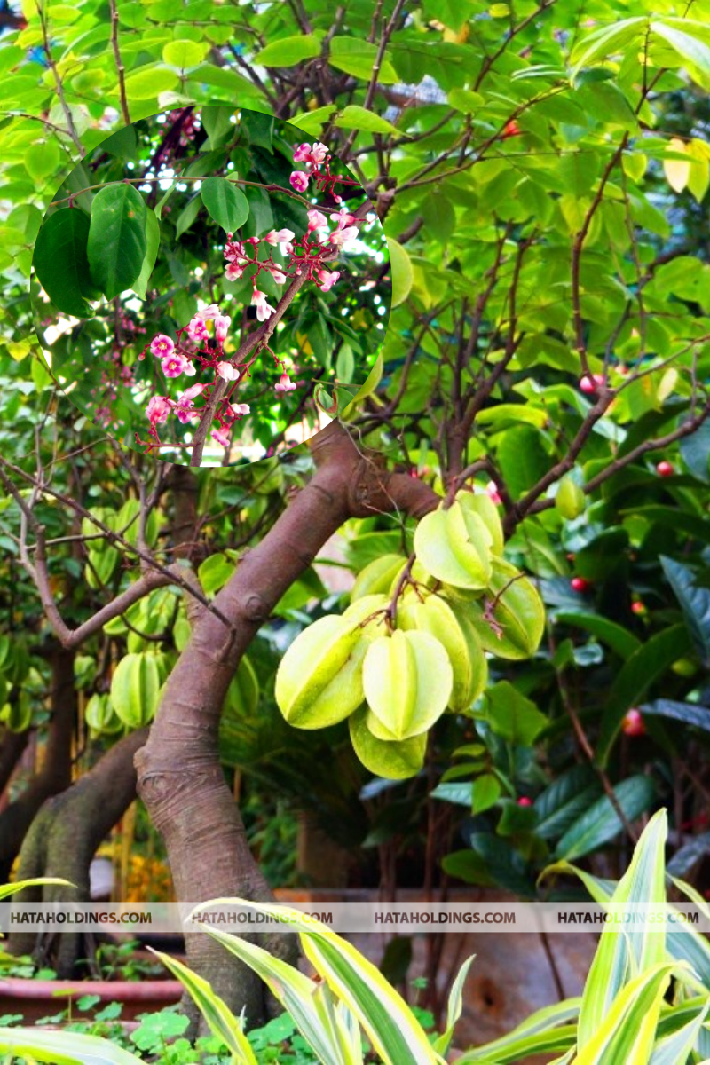 C&acirc;y Khế C&ocirc;ng Tr&igrave;nh