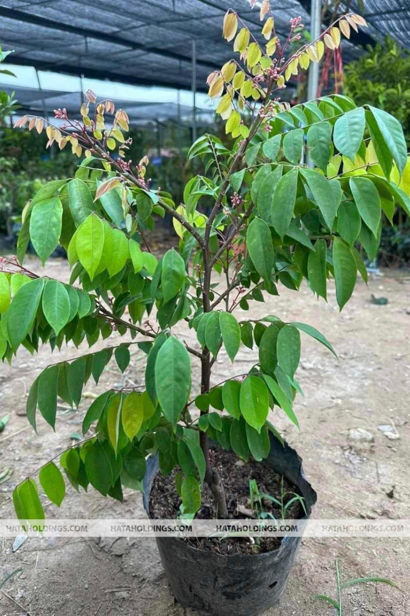 Cây Khế Công Trình