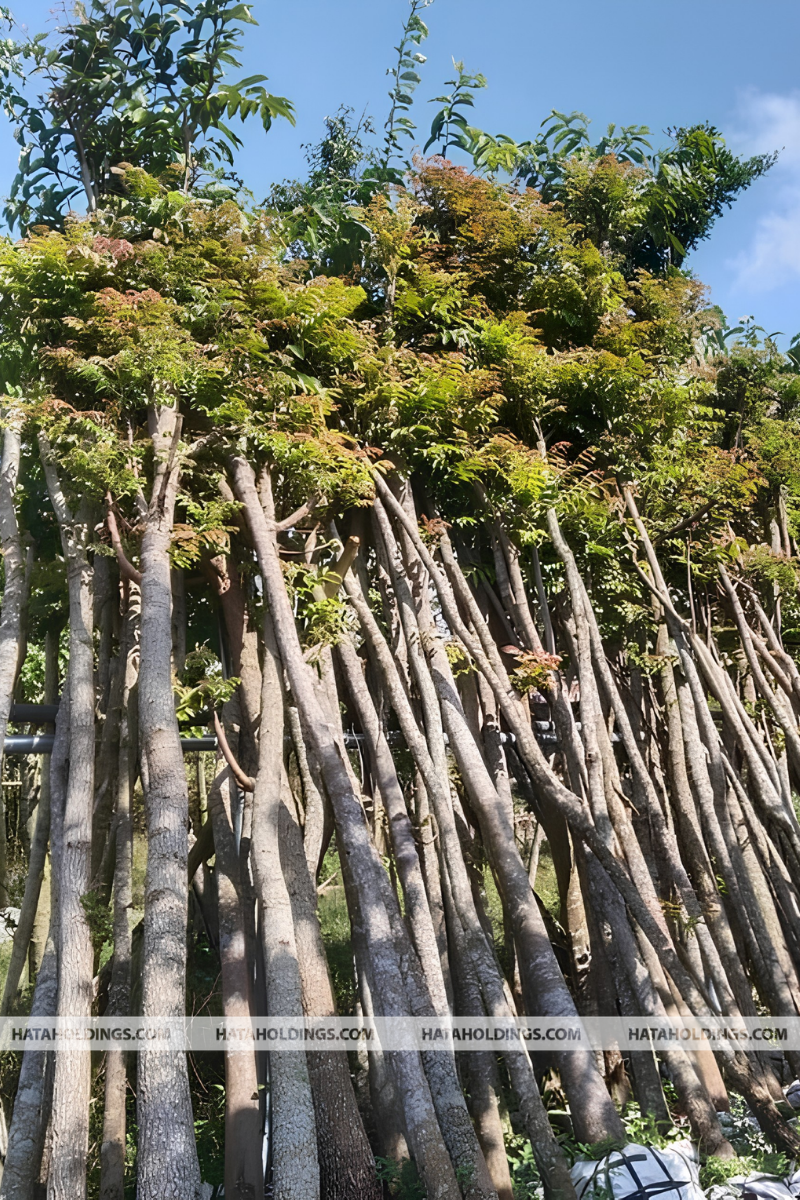 C&acirc;y L&aacute;t Hoa