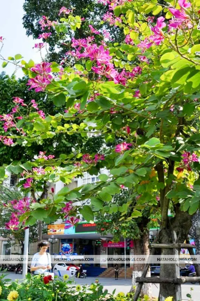 C&acirc;y M&oacute;ng B&ograve; T&iacute;m