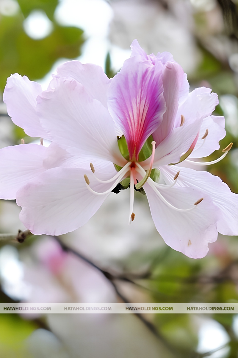 C&acirc;y M&oacute;ng B&ograve; Trắng