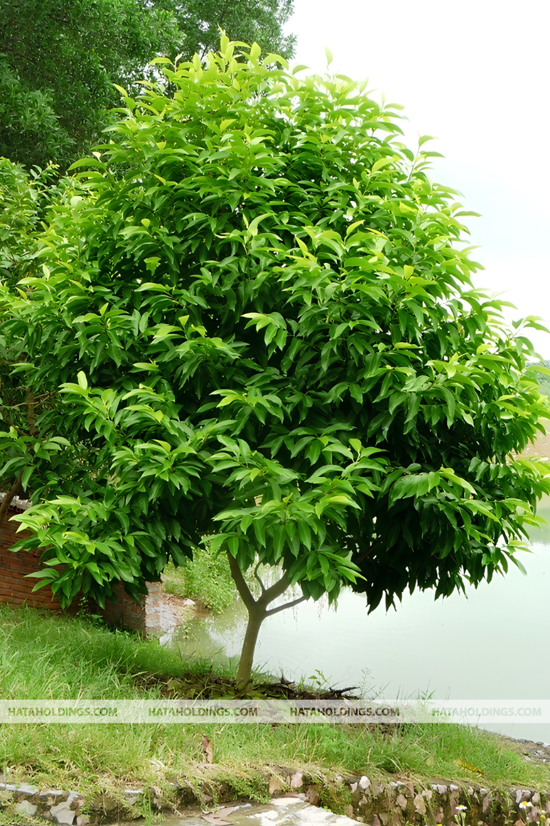 C&acirc;y Ngọc Lan Ta