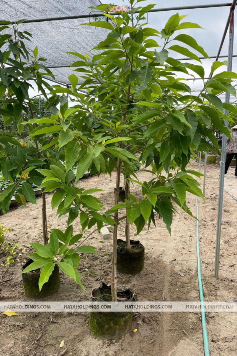 Cây Ngọc Lan Trắng
