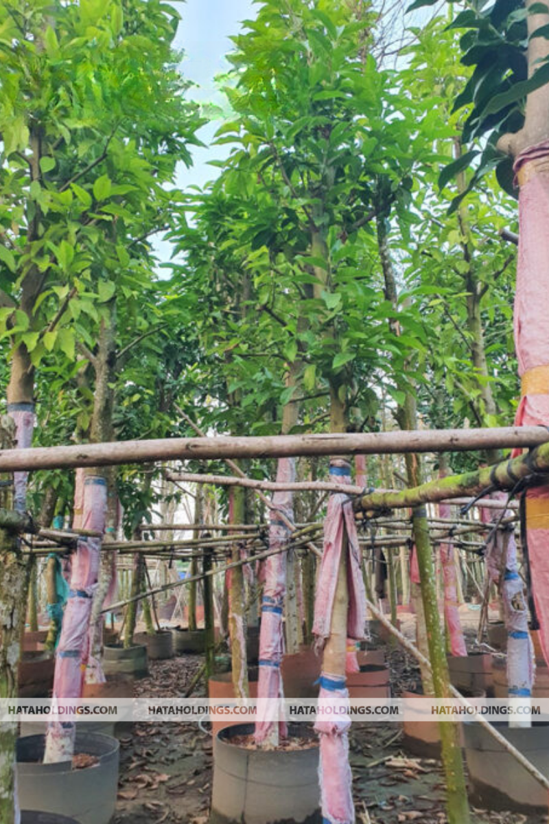 Cây Ngọc Lan Trắng
