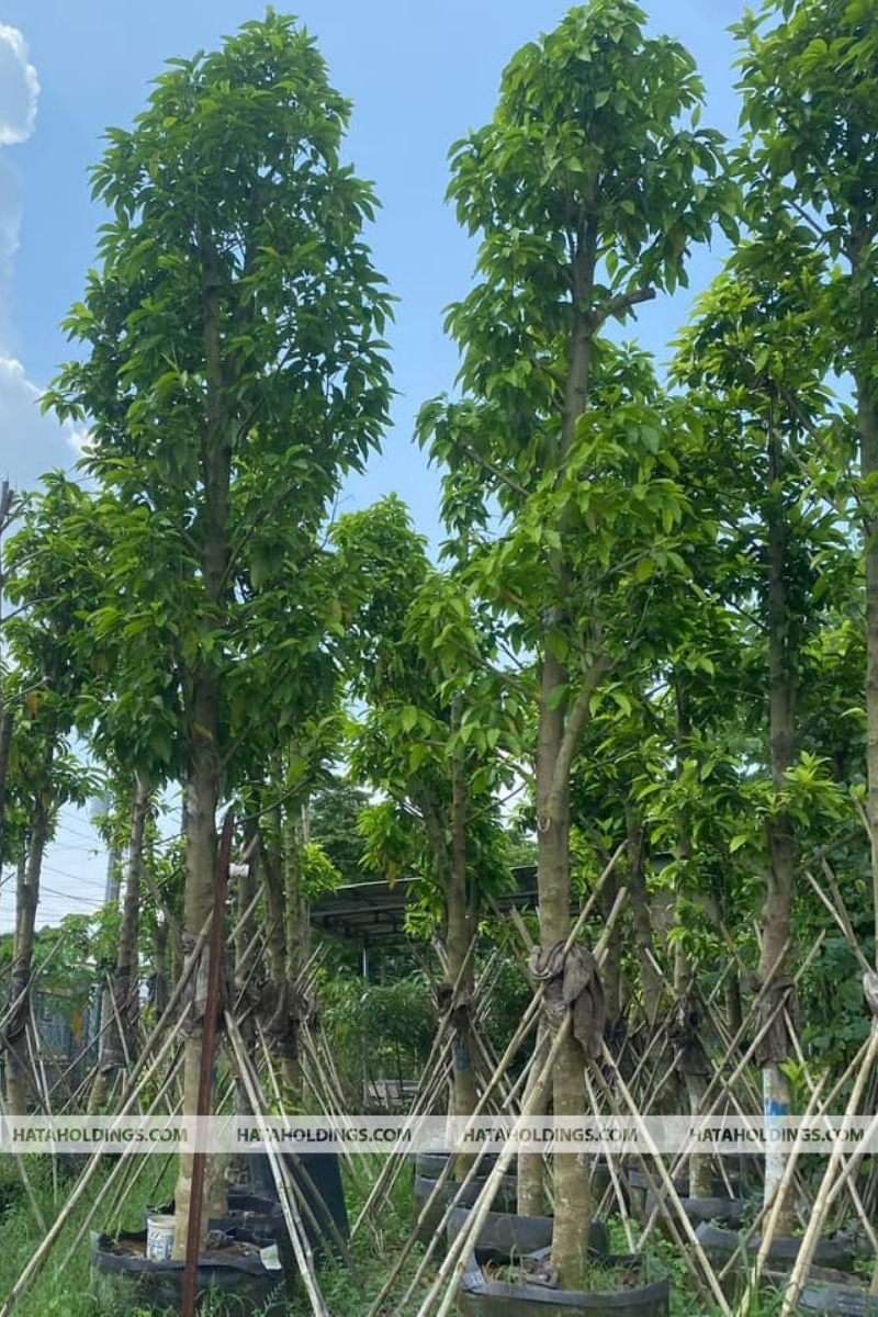 Cây Ngọc Lan Trắng