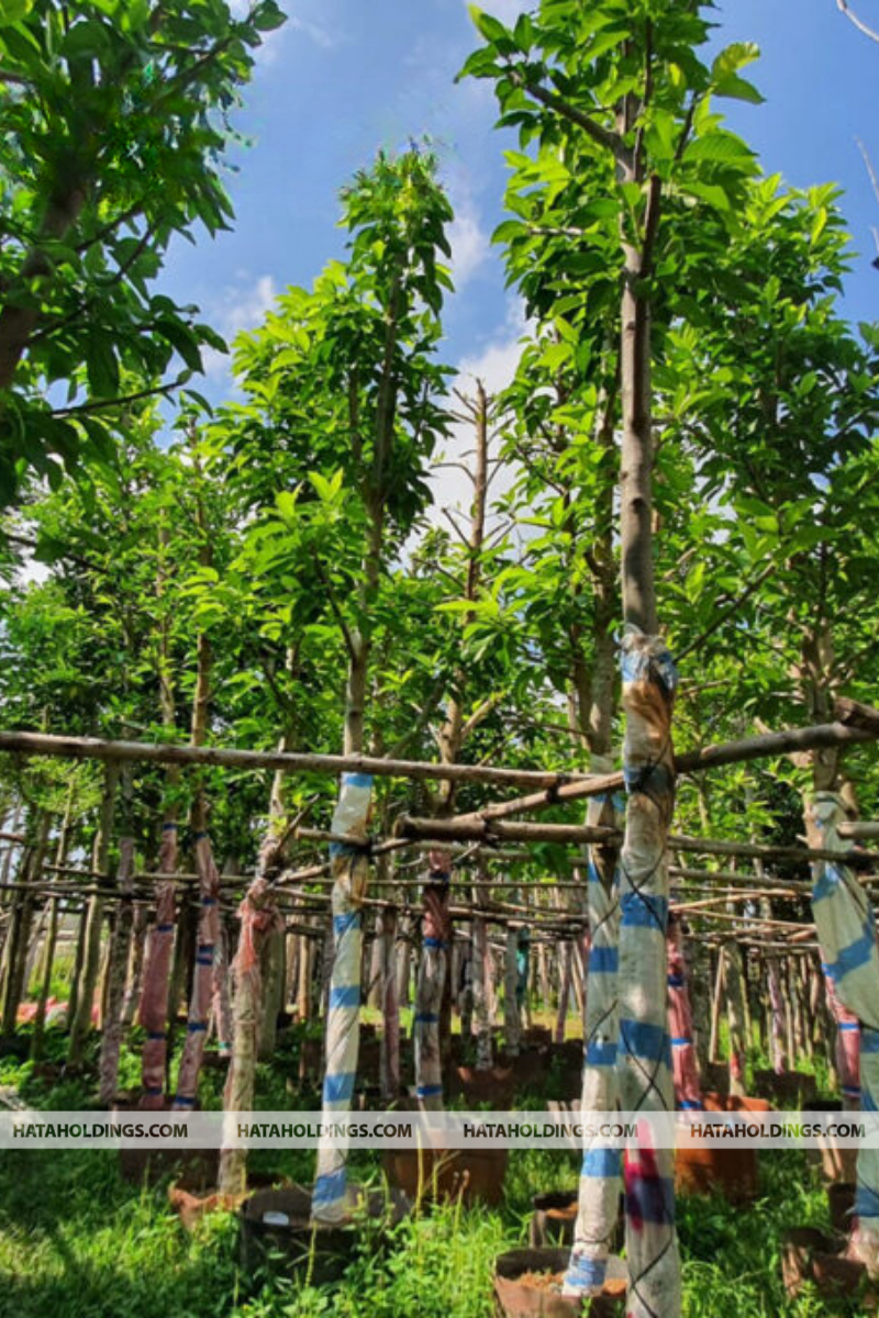 Cây Ngọc Lan Trắng