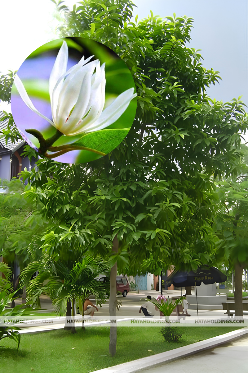 Cây Ngọc Lan Trắng