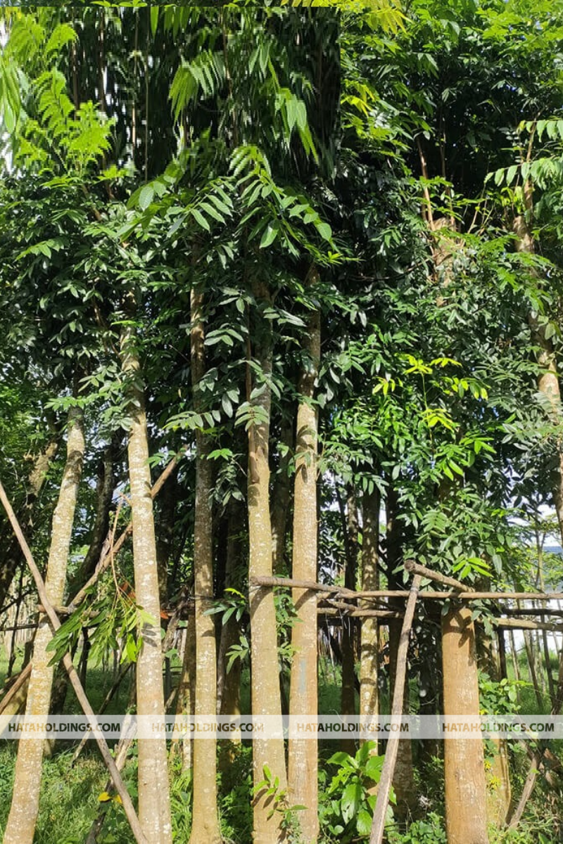 C&acirc;y Nhạc Ngựa