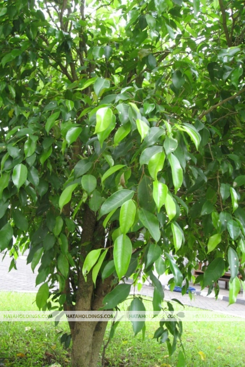 Cây Si