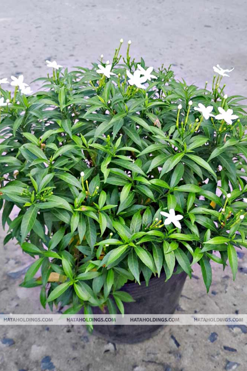 C&acirc;y Mai Vạn Ph&uacute;c