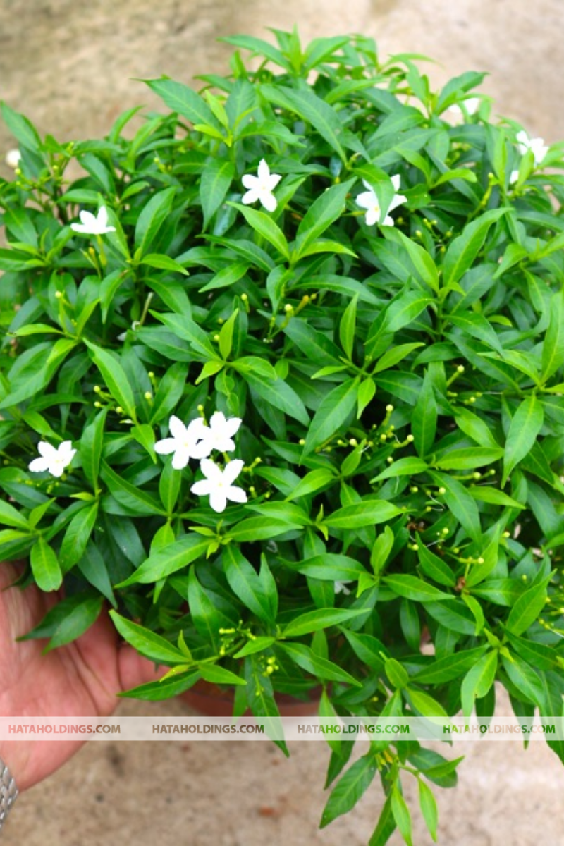 C&acirc;y Mai Vạn Ph&uacute;c