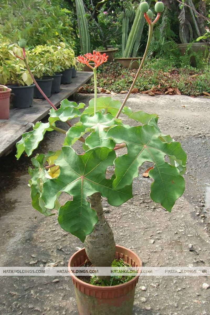 C&acirc;y Ng&ocirc; Đồng Cảnh
