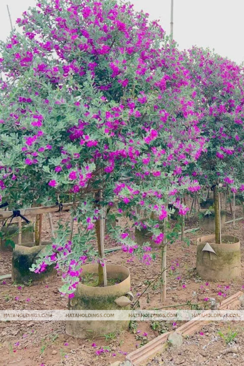 C&acirc;y Tuyết Sơn Phi Hồng