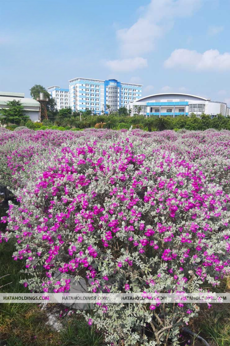 C&acirc;y Tuyết Sơn Phi Hồng