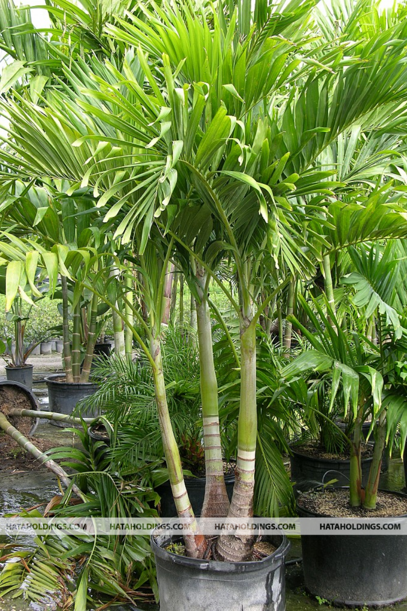 Cây Cau Trắng