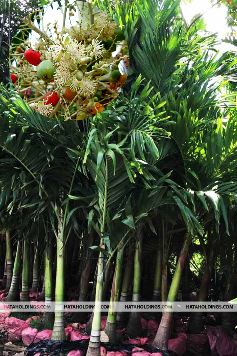 Cây Cau Trắng
