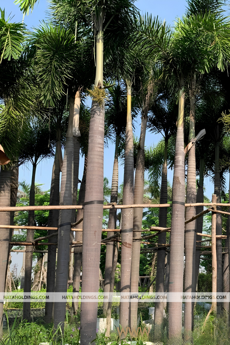 C&acirc;y Cau Đu&ocirc;i Chồn
