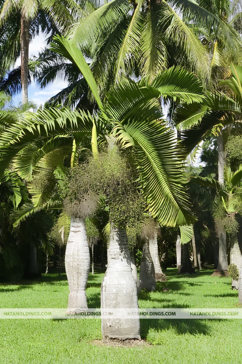 C&acirc;y Cau S&acirc;m Banh