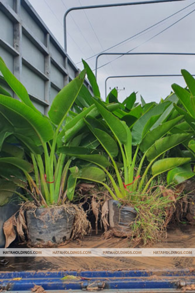 C&acirc;y Chuối Rẽ Quạt 120 - 150 cm