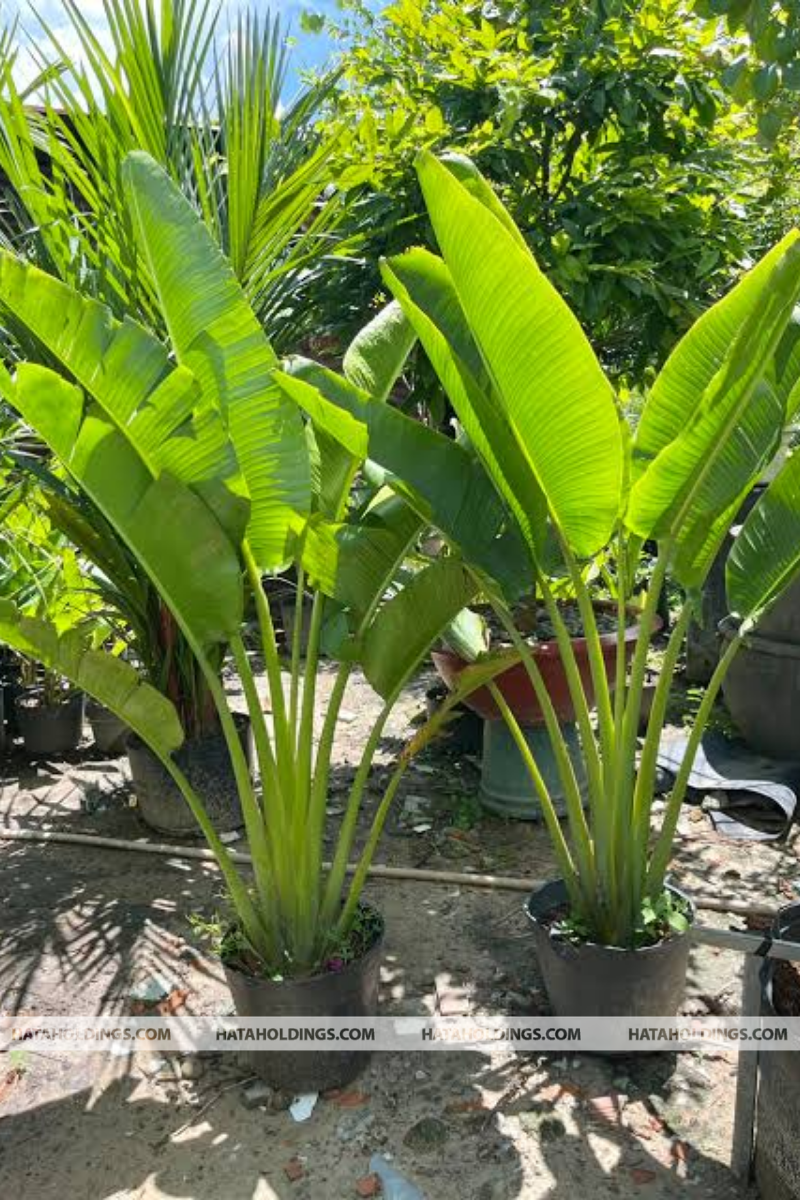 C&acirc;y Chuối Rẽ Quạt 120 - 150 cm