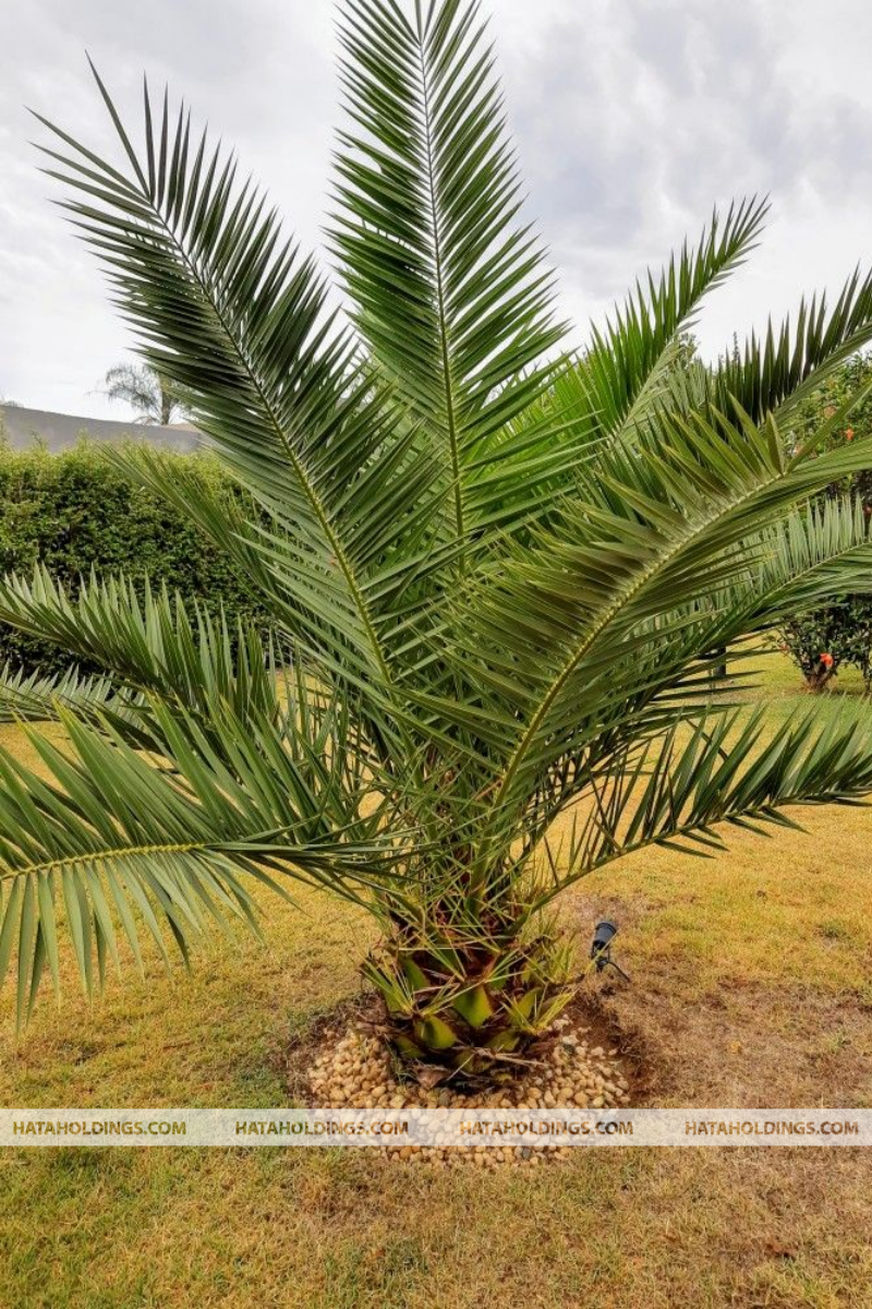 C&acirc;y Cọ Dầu