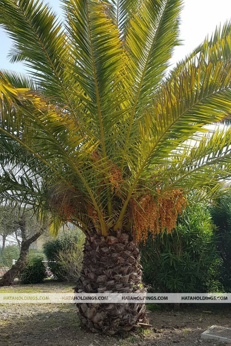 C&acirc;y Cọ Dầu