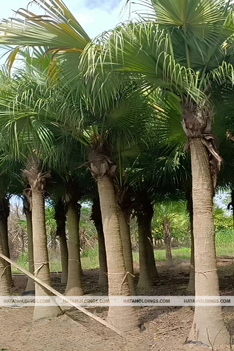 Cây Cọ Tàu