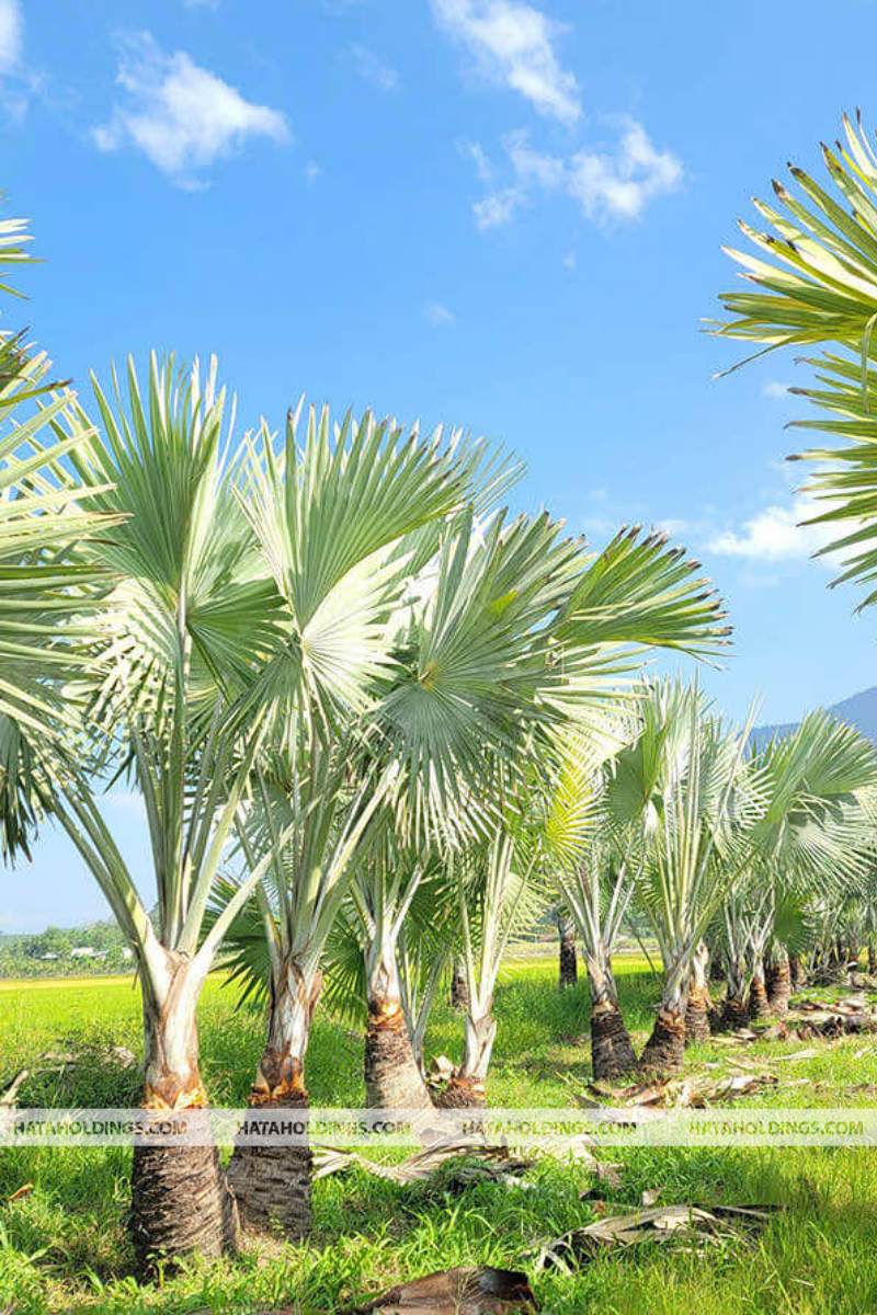 C&acirc;y K&egrave; Bạc