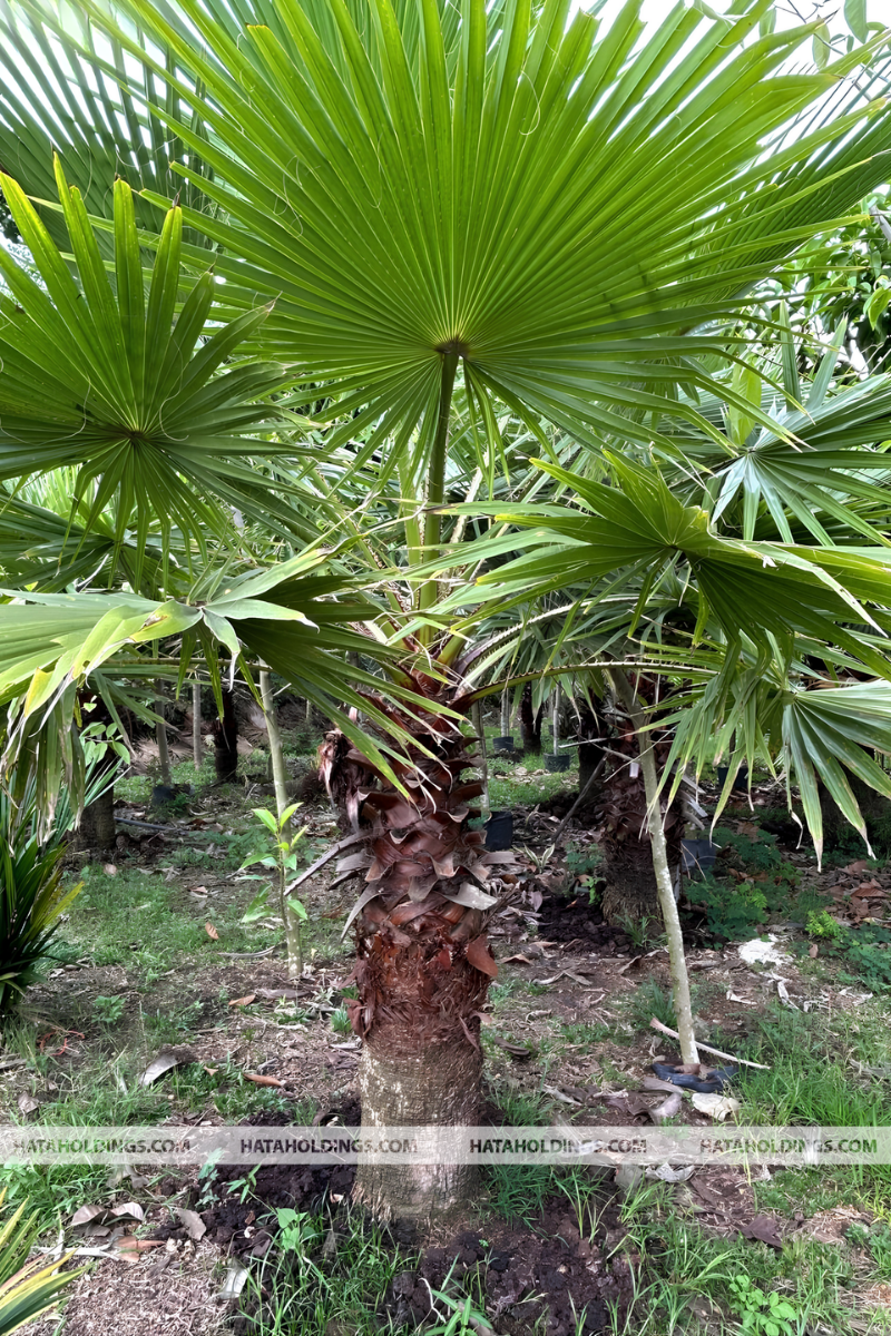 Cây Kè Mỹ