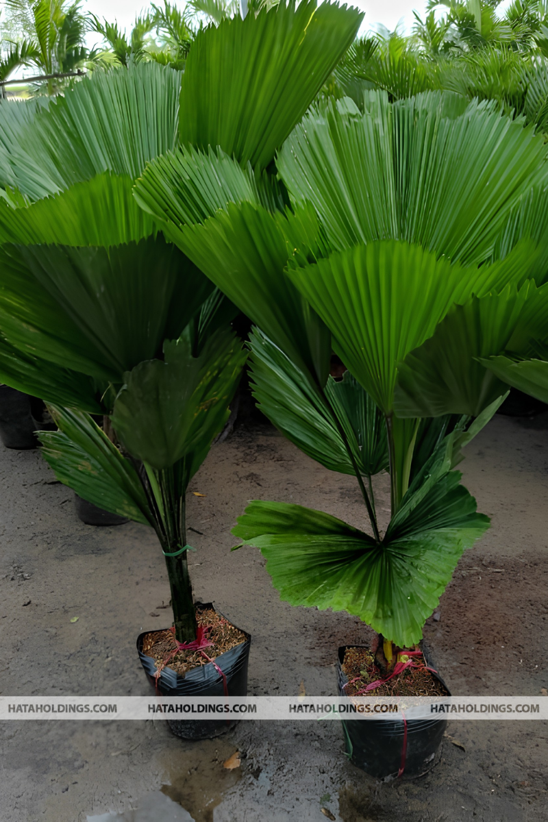 Cây Kè Nhật