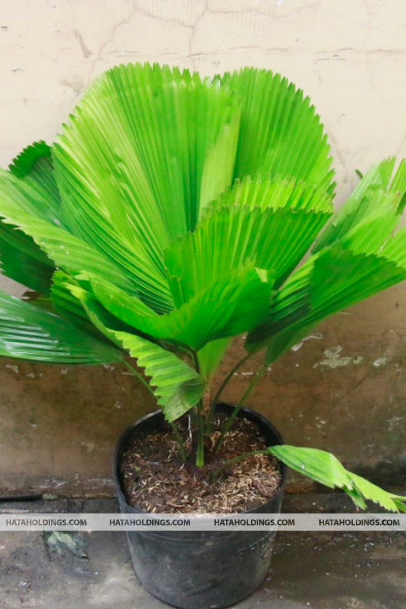 Cây Kè Nhật
