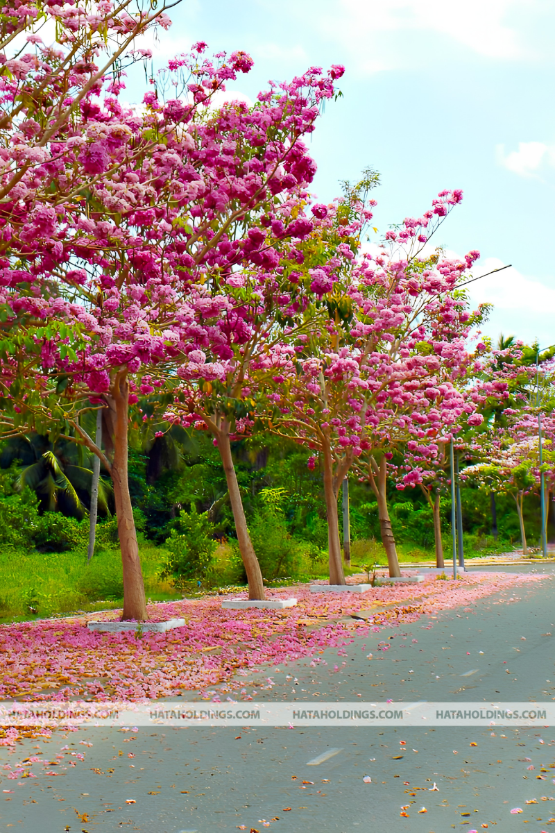 C&acirc;y K&egrave;n Hồng