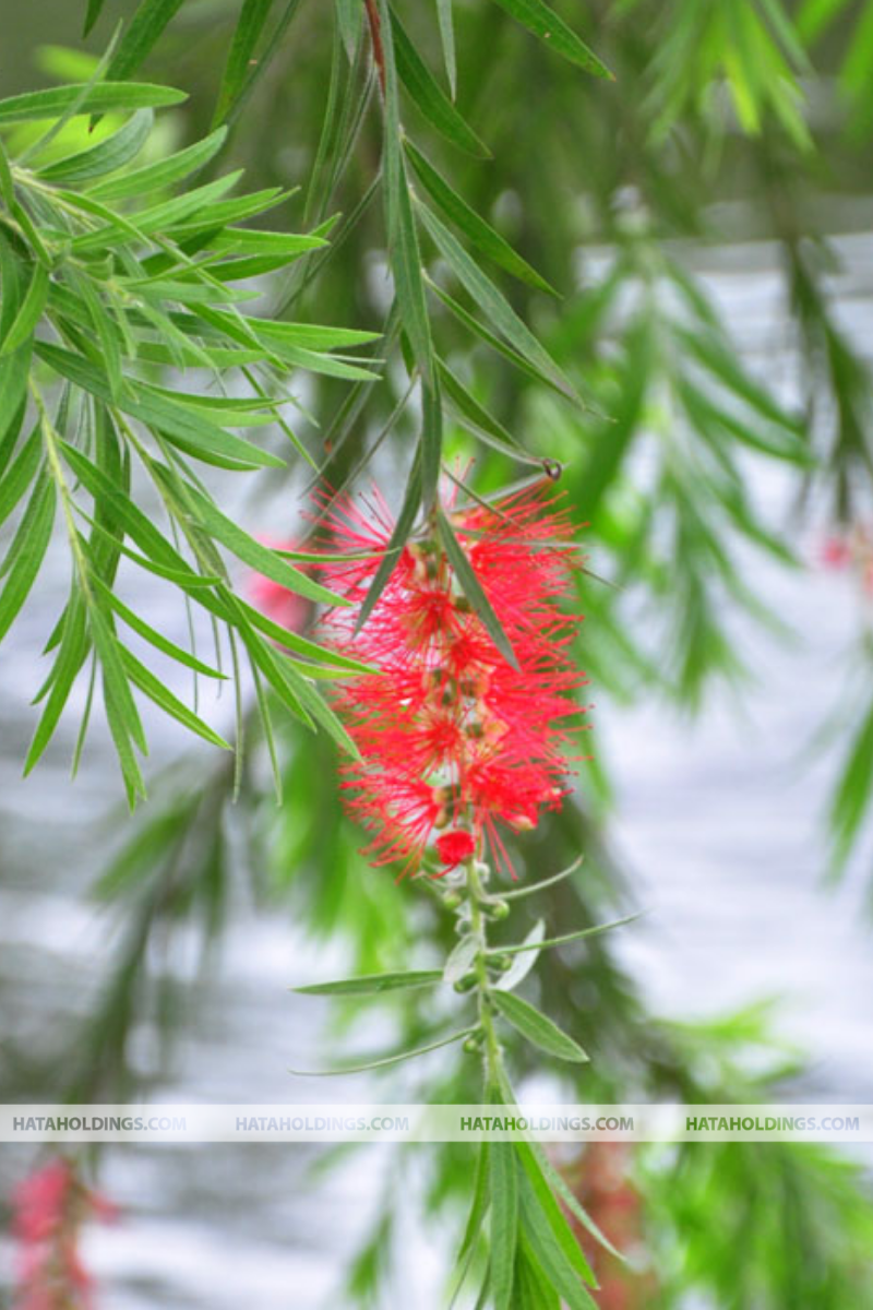 Cây Liễu Rũ