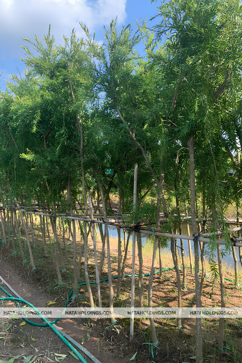 Cây Liễu Rũ