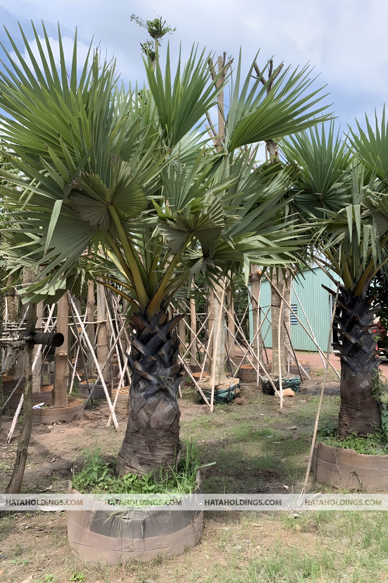 C&acirc;y Thốt Nốt